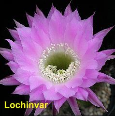 Lochinvar.4.1.jpg 